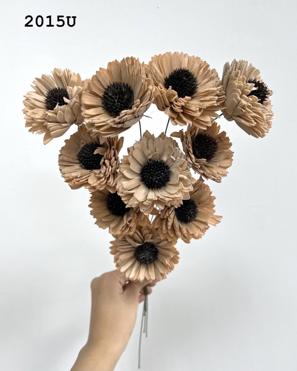 印度索拉百日菊 -2015U