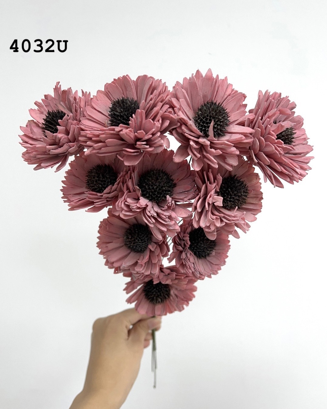 印度索拉百日菊 -4032U