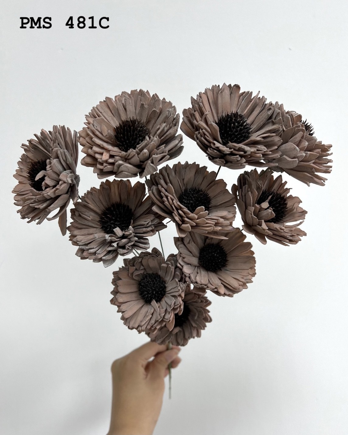 印度索拉百日菊 -PMS 481C