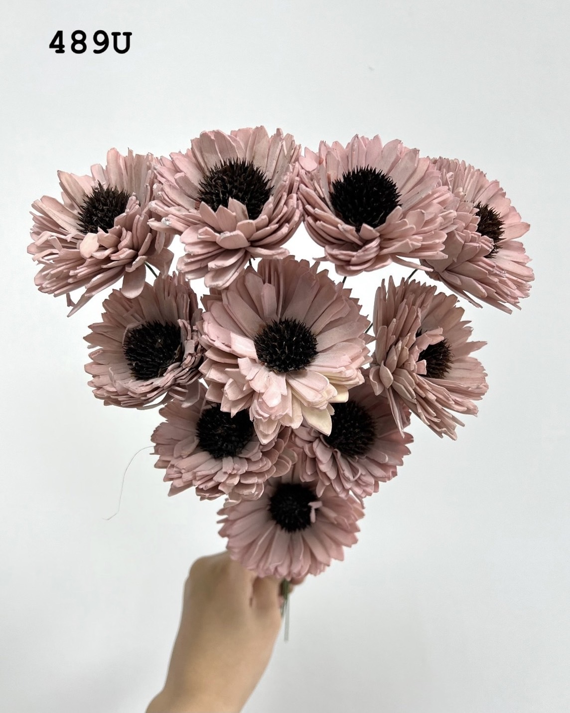 印度索拉百日菊 -489U