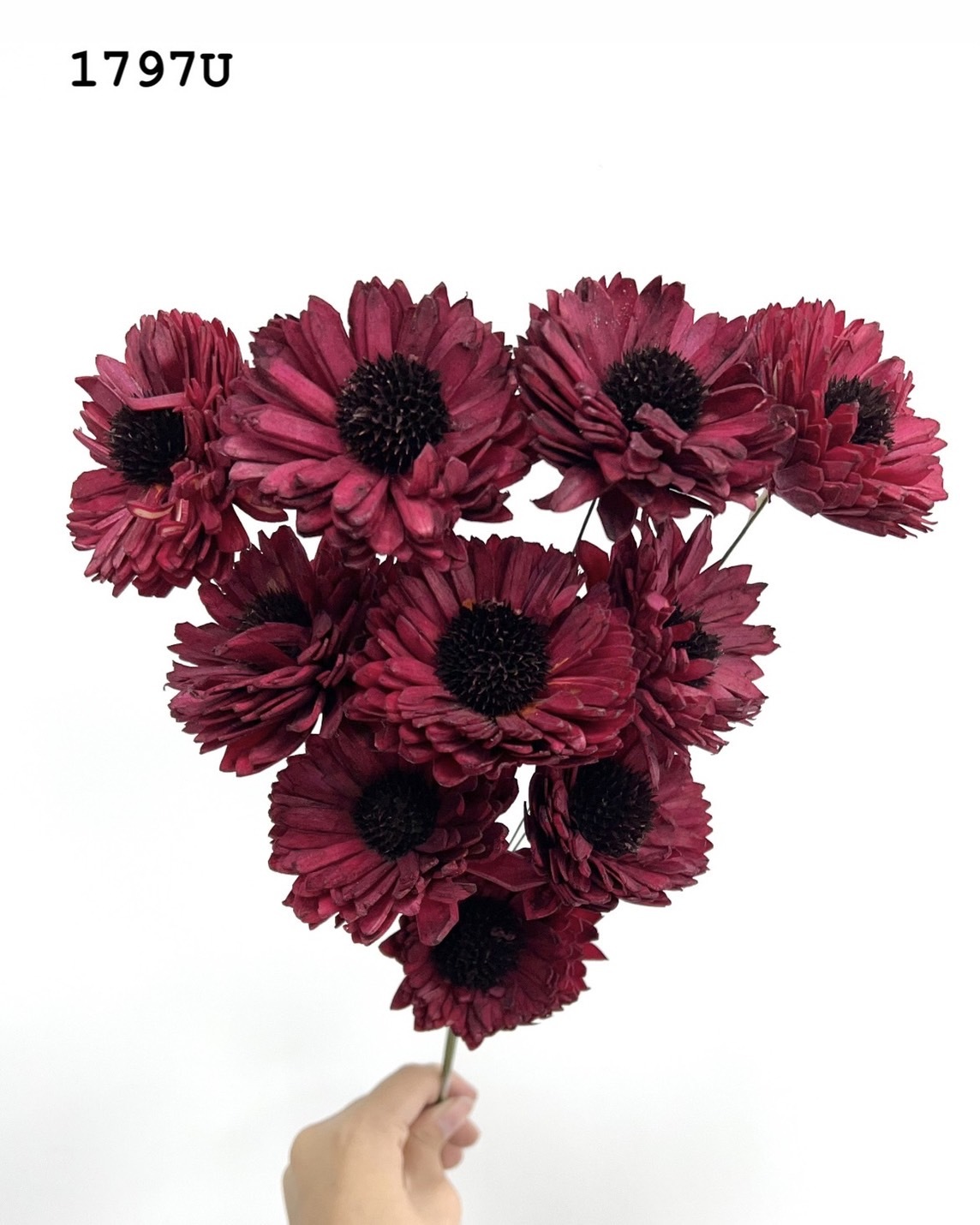 印度索拉百日菊 -1797U