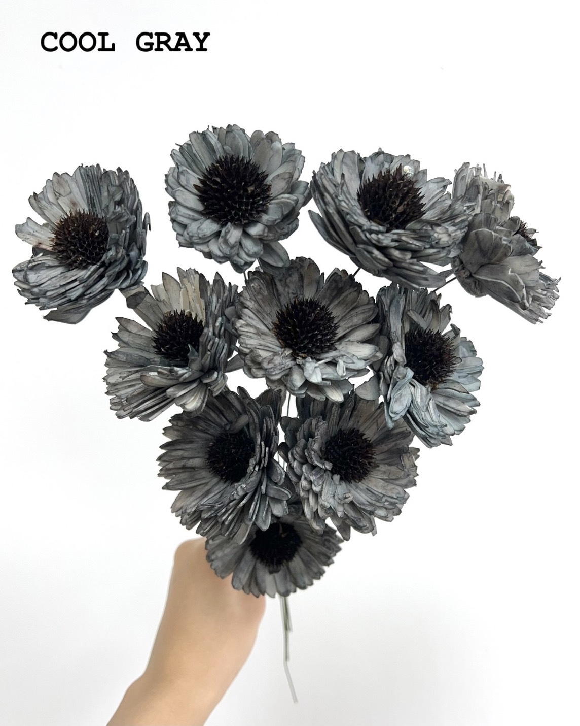 印度索拉百日菊 -COOLGRAY