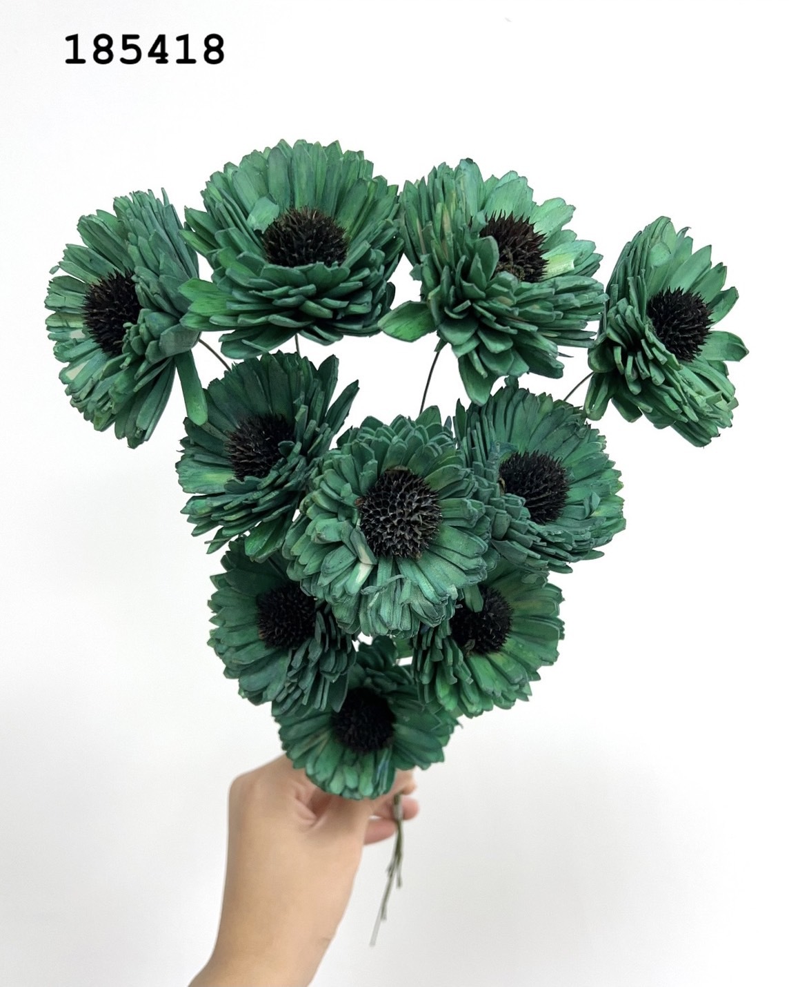 印度索拉百日菊 -185418