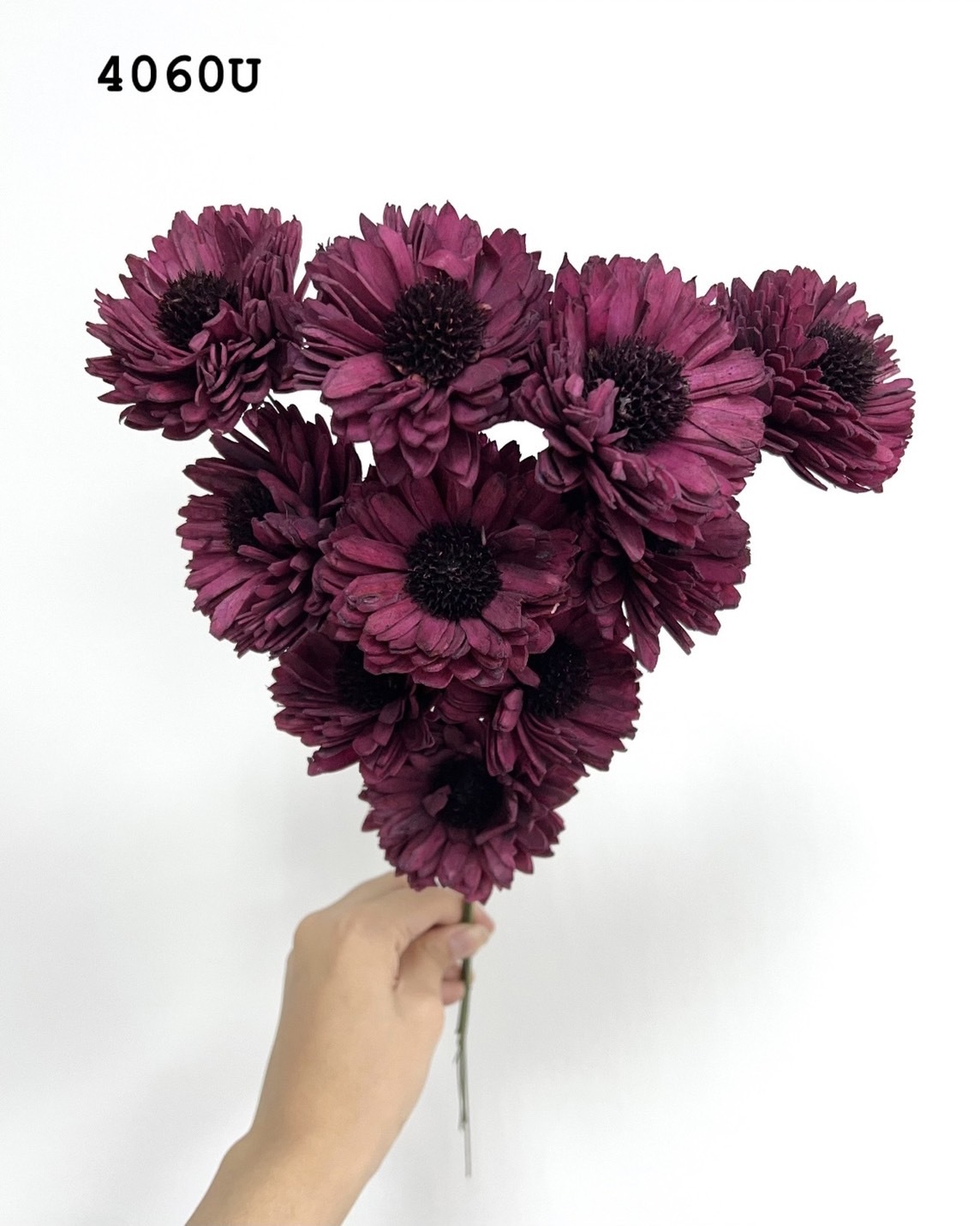 印度索拉百日菊 -4060U