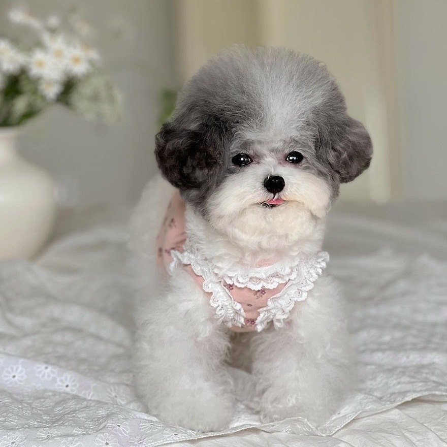 OPAAAP 花雨蕾絲洋裝