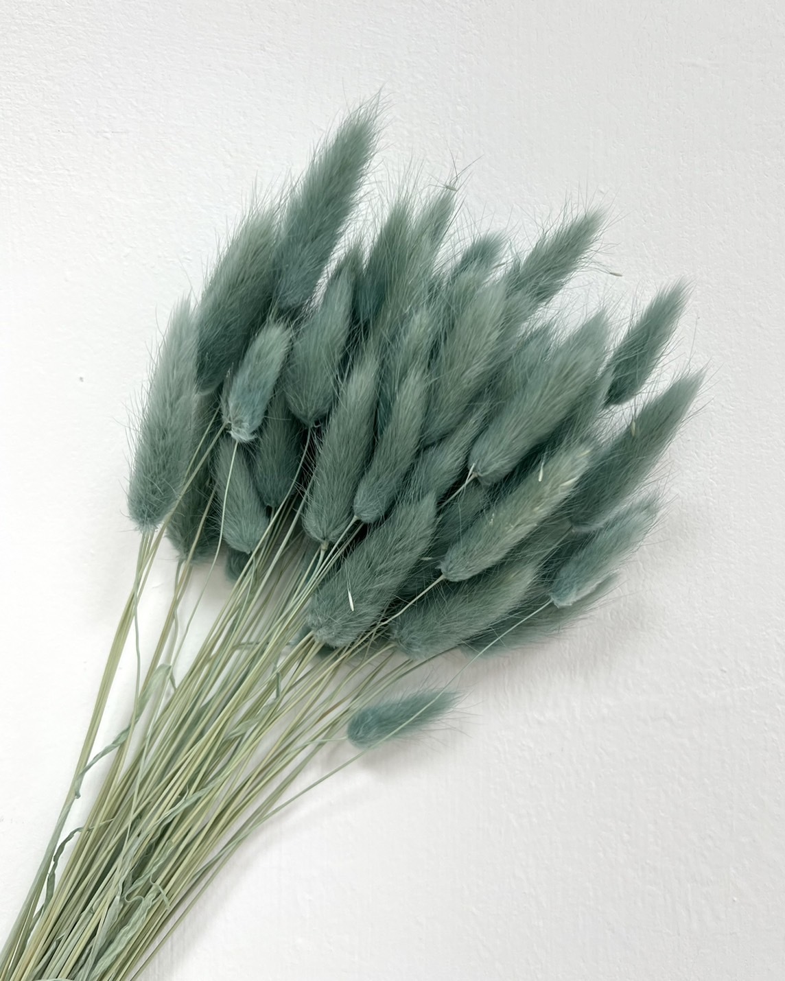 日本兔尾草 4583-235