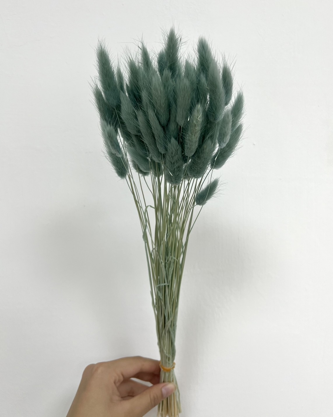 日本兔尾草 4583-235