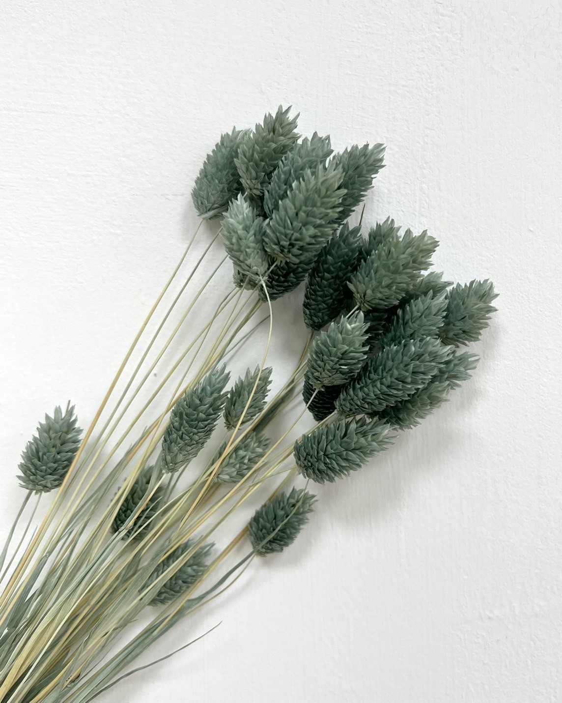 日本乾燥加那利 42020-235