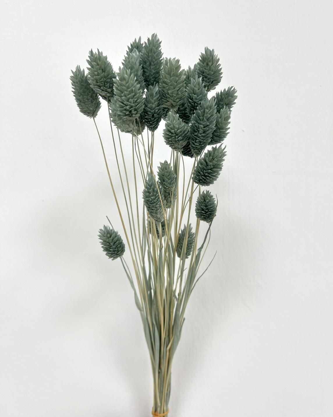 日本乾燥加那利 42020-235