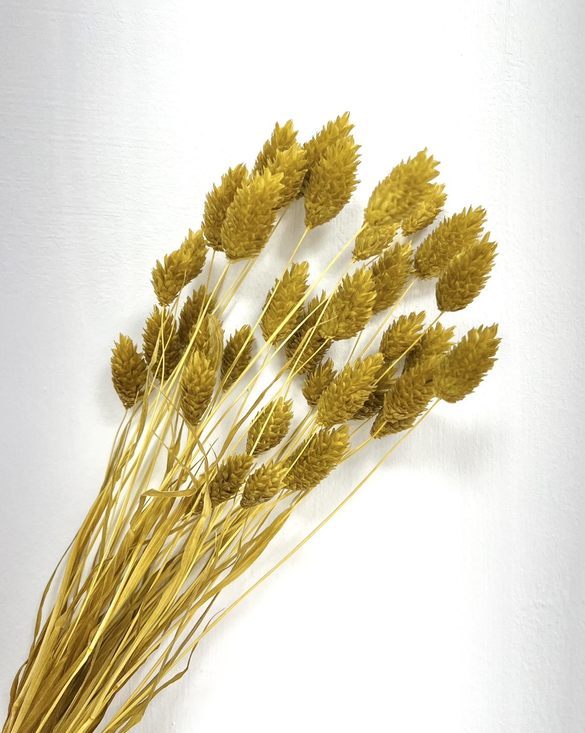 日本乾燥加那利 42020-221