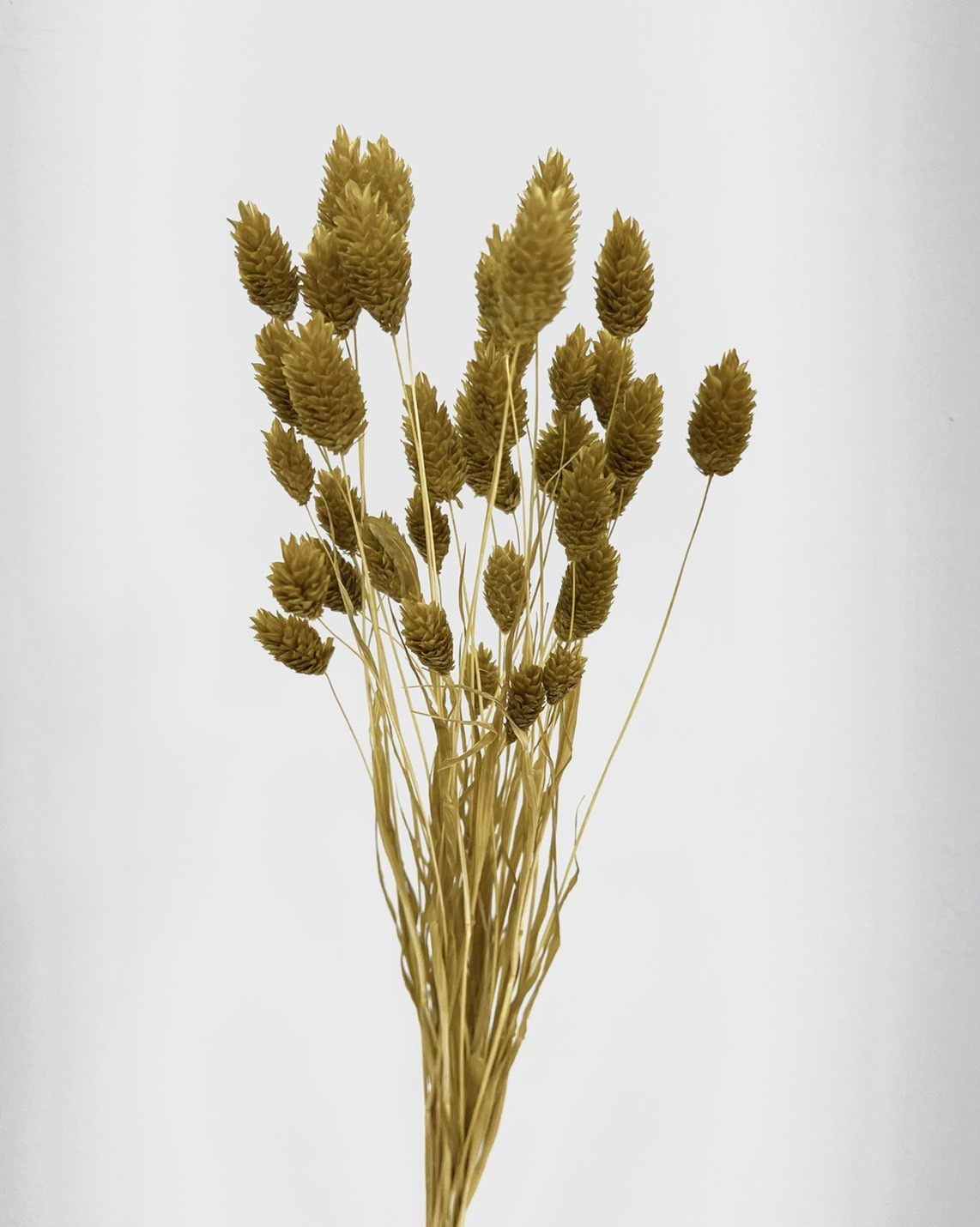 日本乾燥加那利 42020-221