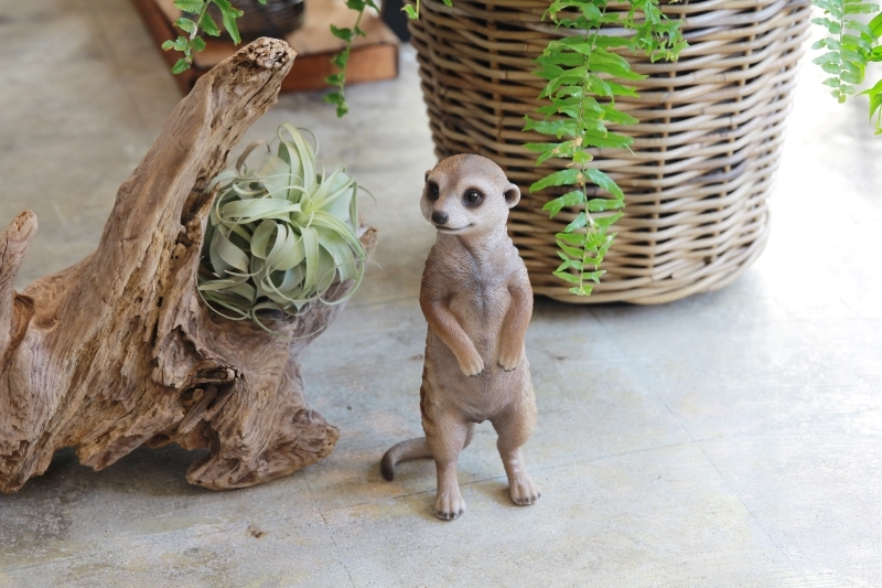 日本 magnet 寵物銀行 【狐獴存錢筒】