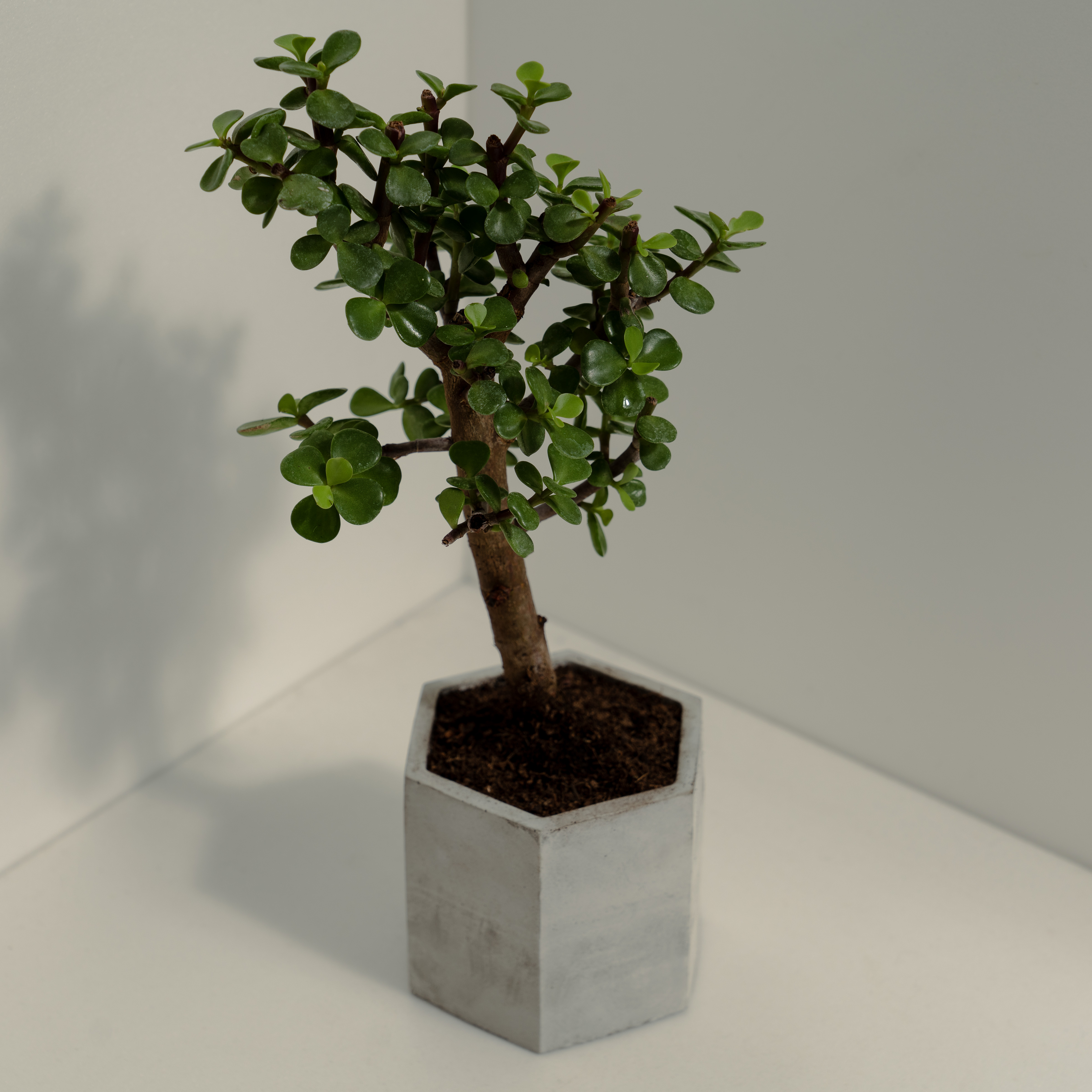 ONF X 福所栽】以植物展開美好的一天