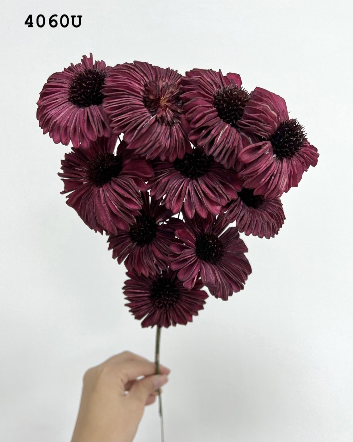 印度索拉太陽花-4060U