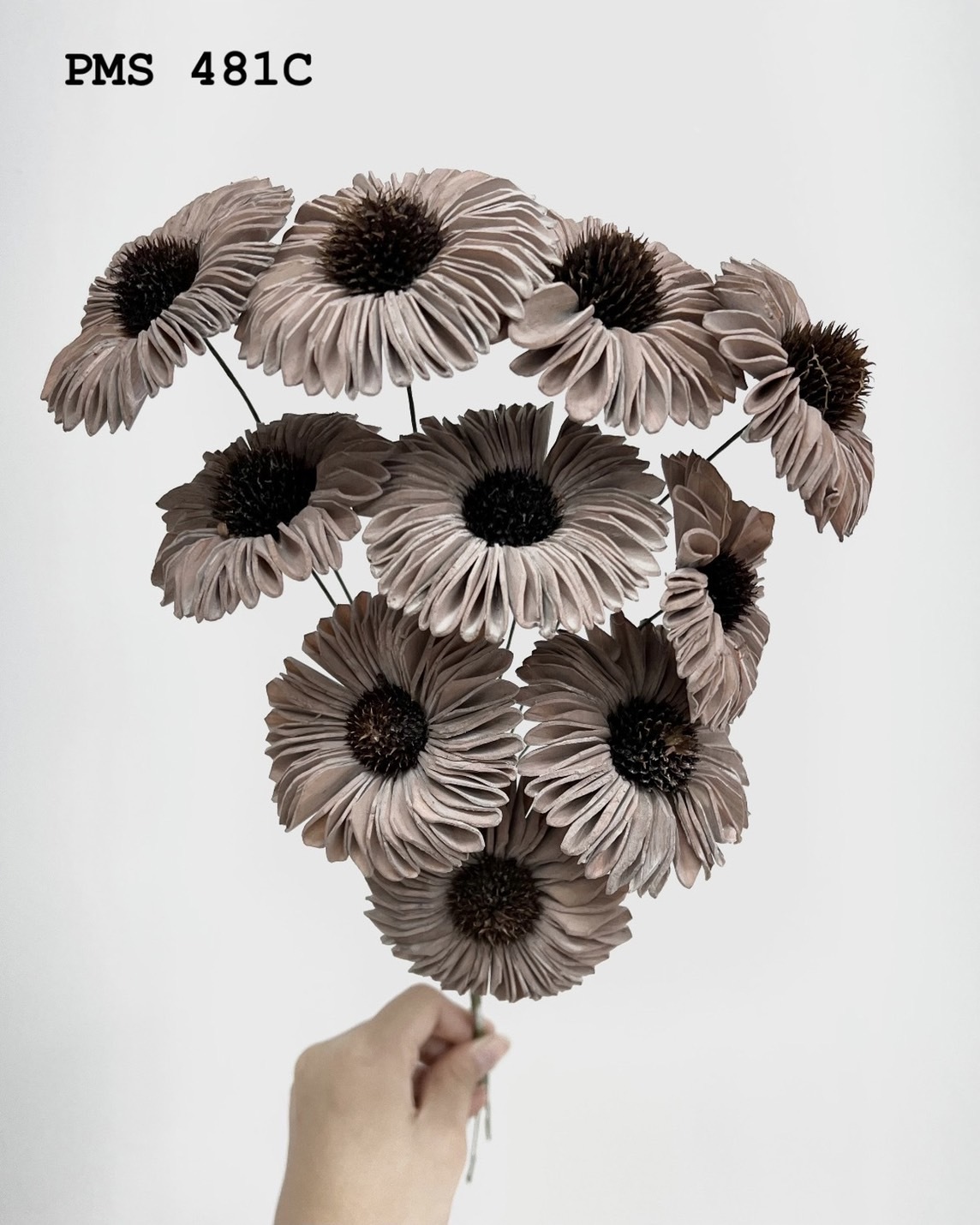 印度索拉太陽花-PMS481C