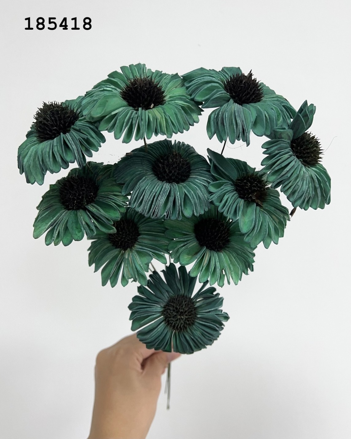 印度索拉太陽花-185418