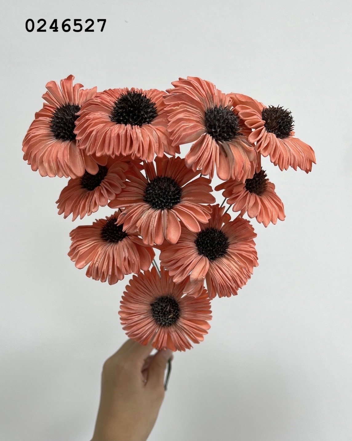 印度索拉太陽花-0246527