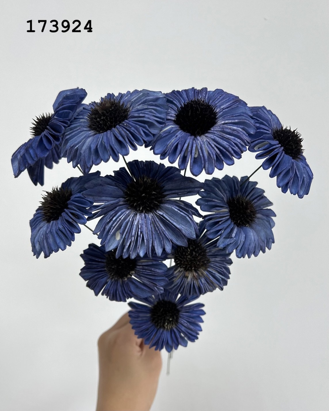 印度索拉太陽花-173924