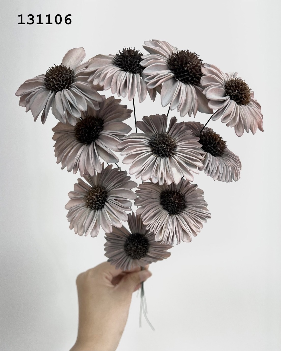 印度索拉太陽花-131106