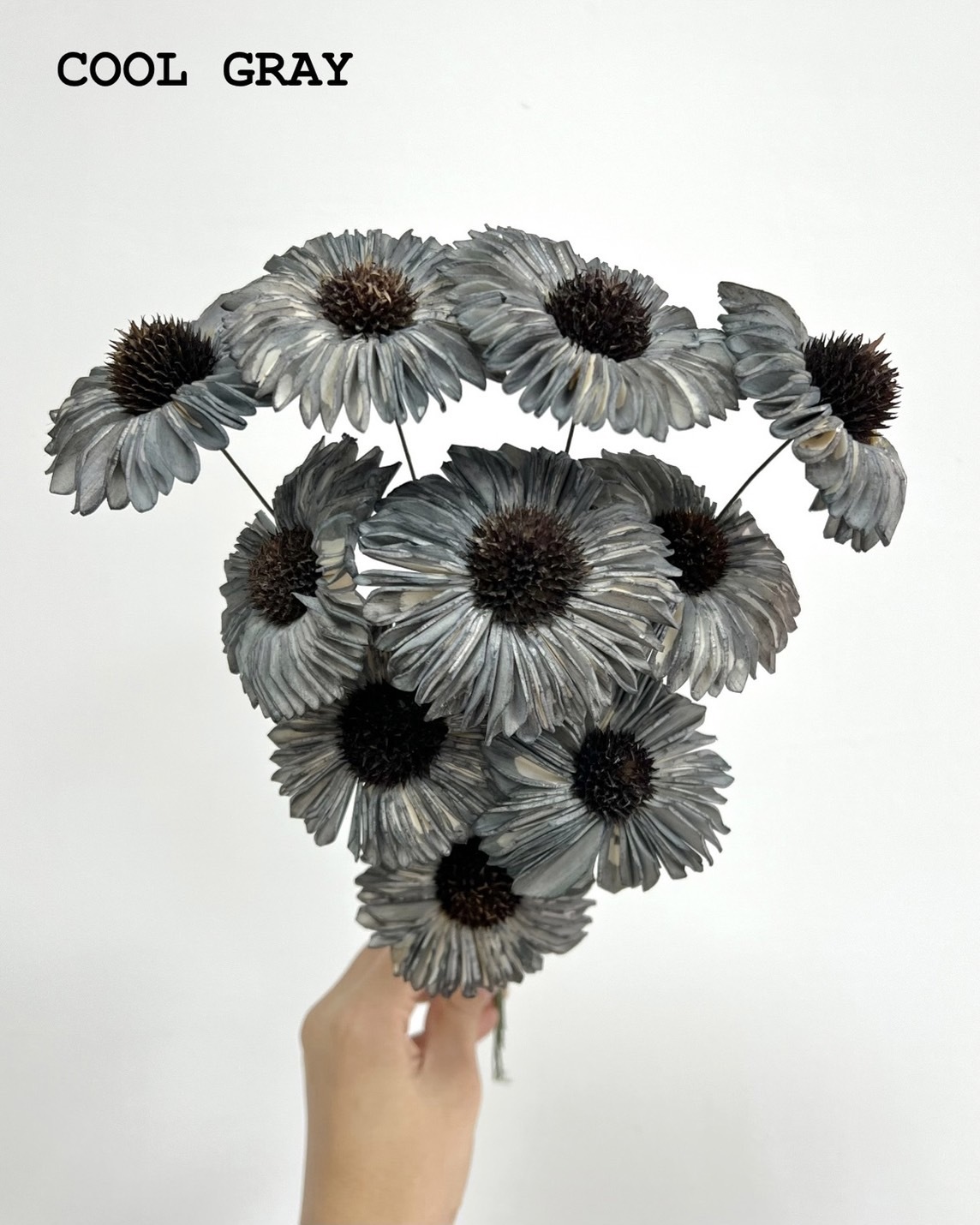印度索拉太陽花- COOL GRAY