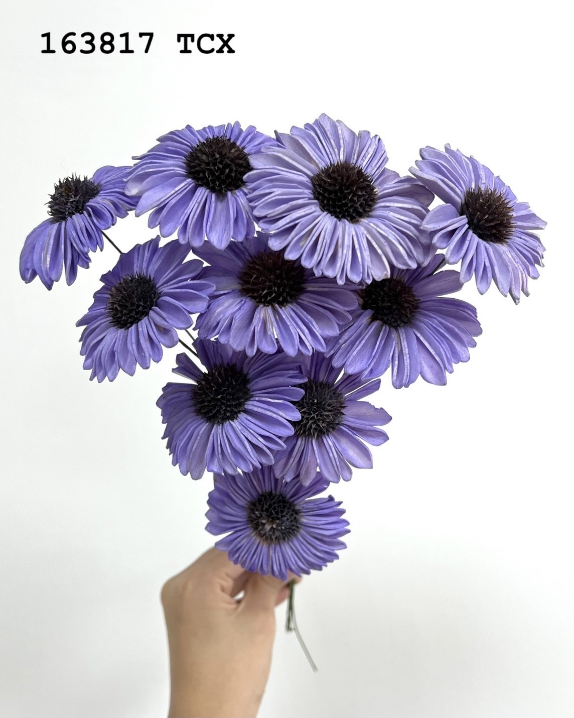 印度索拉太陽花-163817 TCX