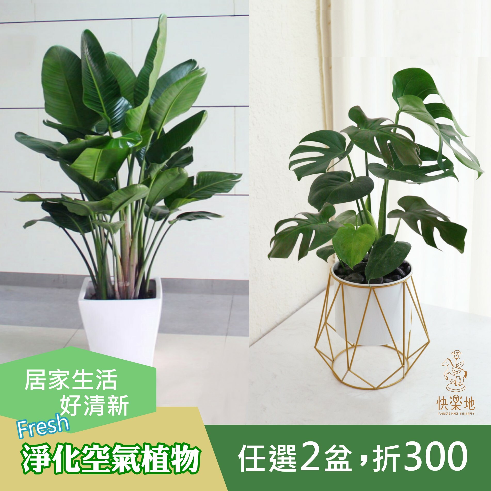 綠鑽蔓綠絨  LP190200