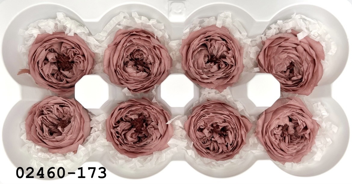 不凋庭園玫瑰 02460-173