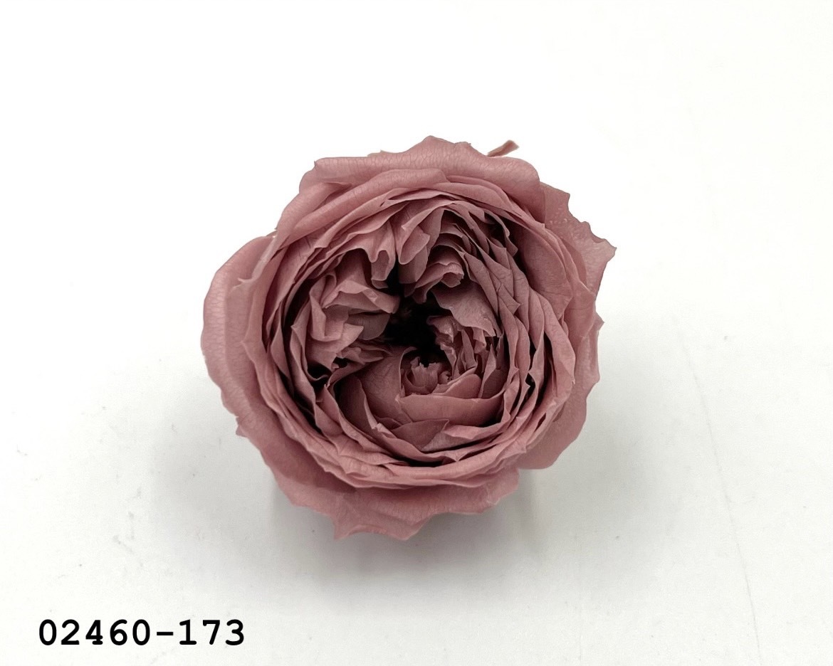 不凋庭園玫瑰 02460-173