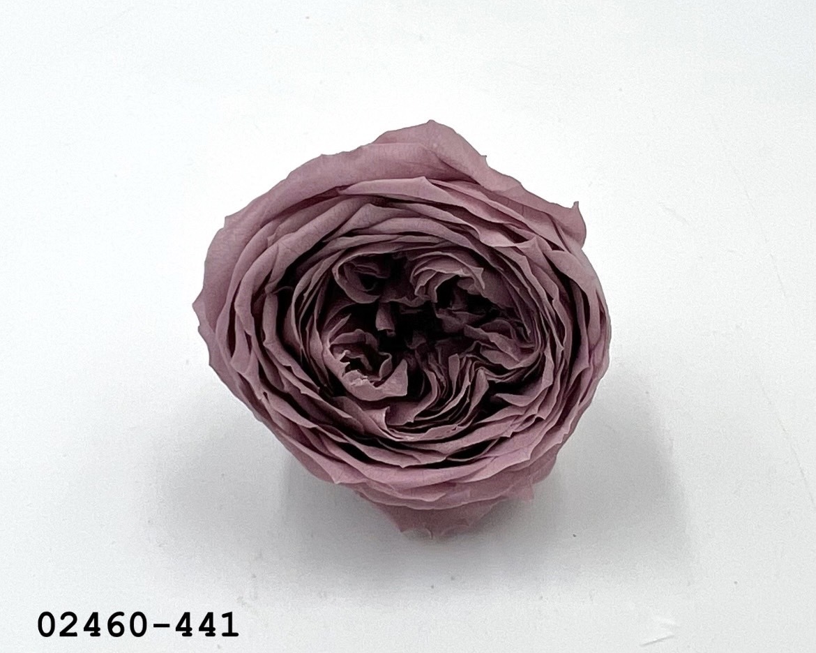 不凋庭園玫瑰 02460-441