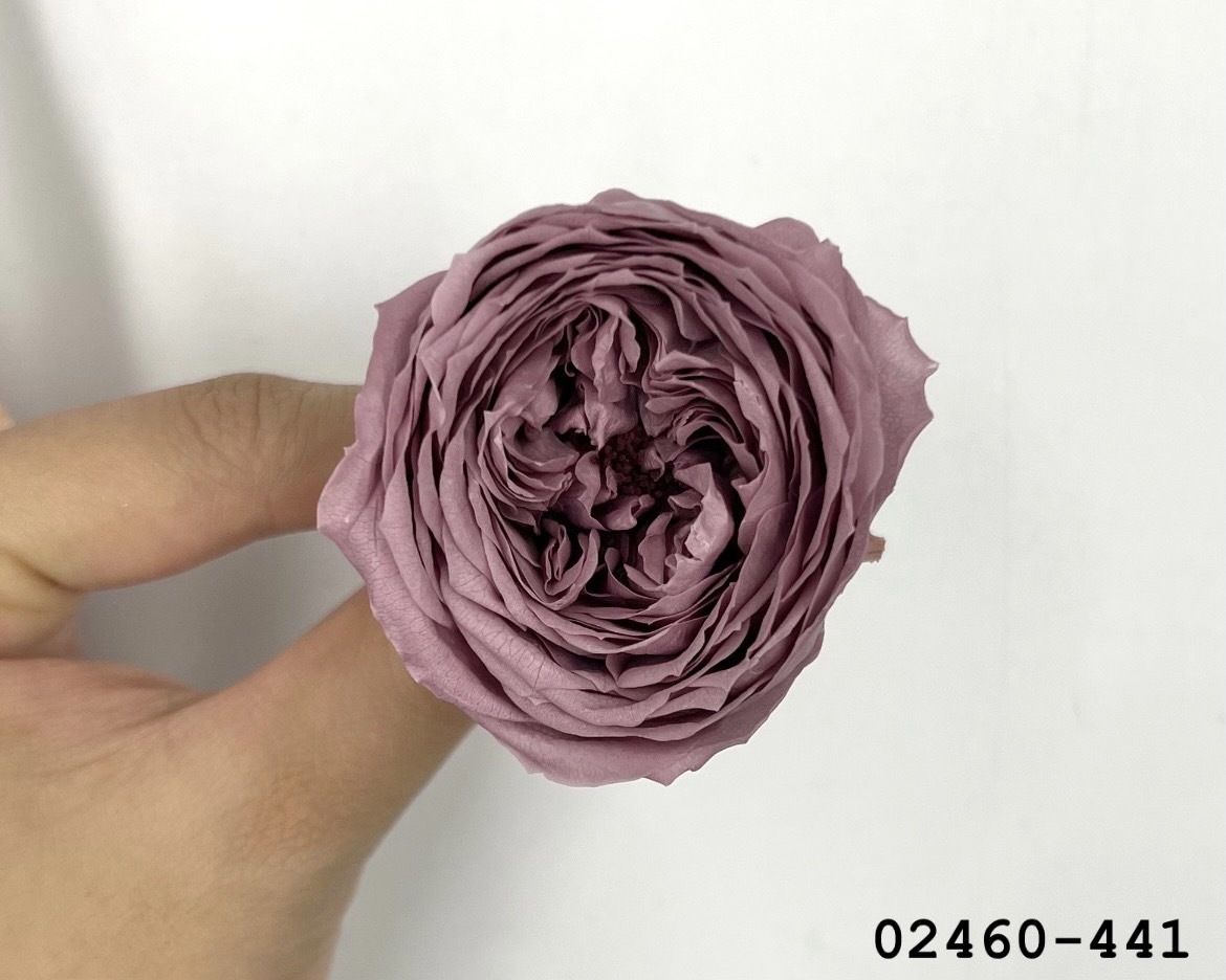 不凋庭園玫瑰 02460-441