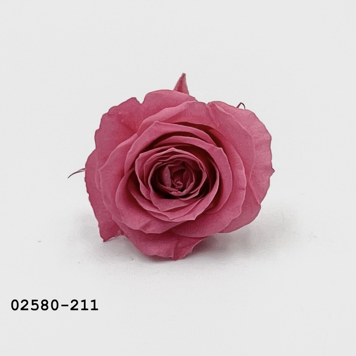 不凋小輪玫瑰(9朵) 02580-211