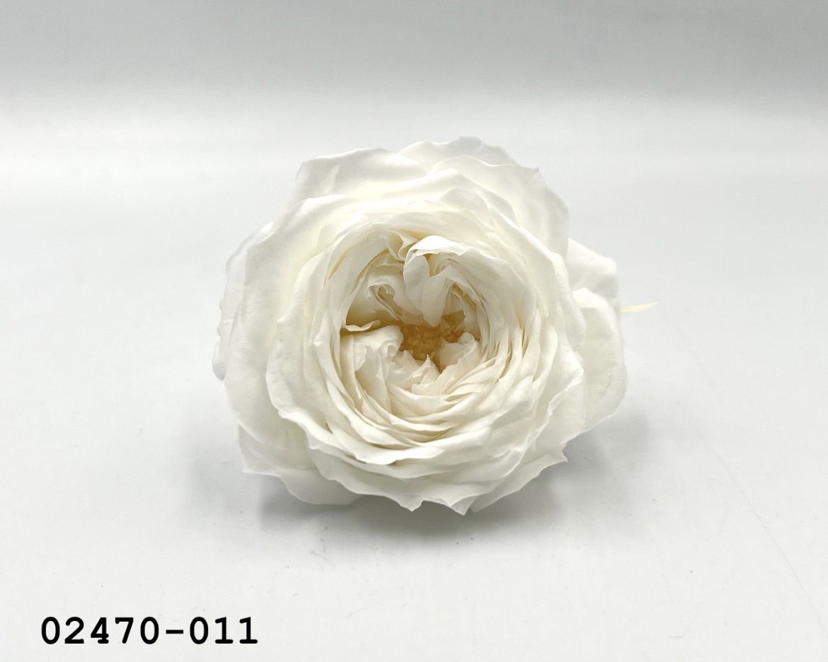 不凋庭園玫瑰 02470-011