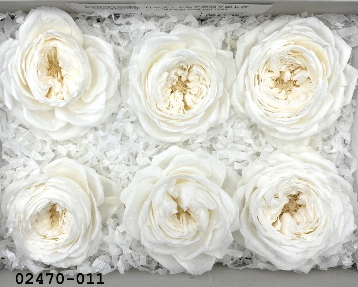 不凋庭園玫瑰 02470-011