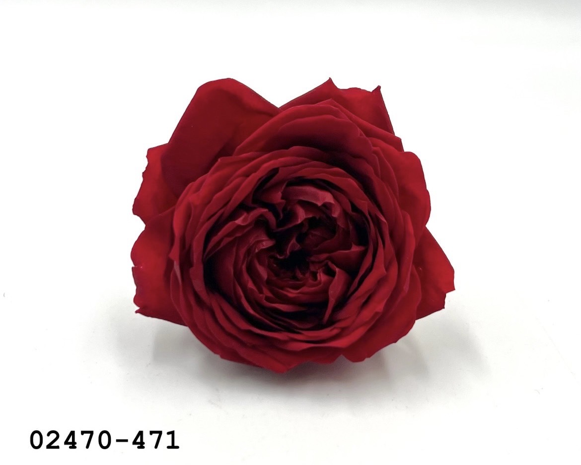 不凋庭園玫瑰 02470-471