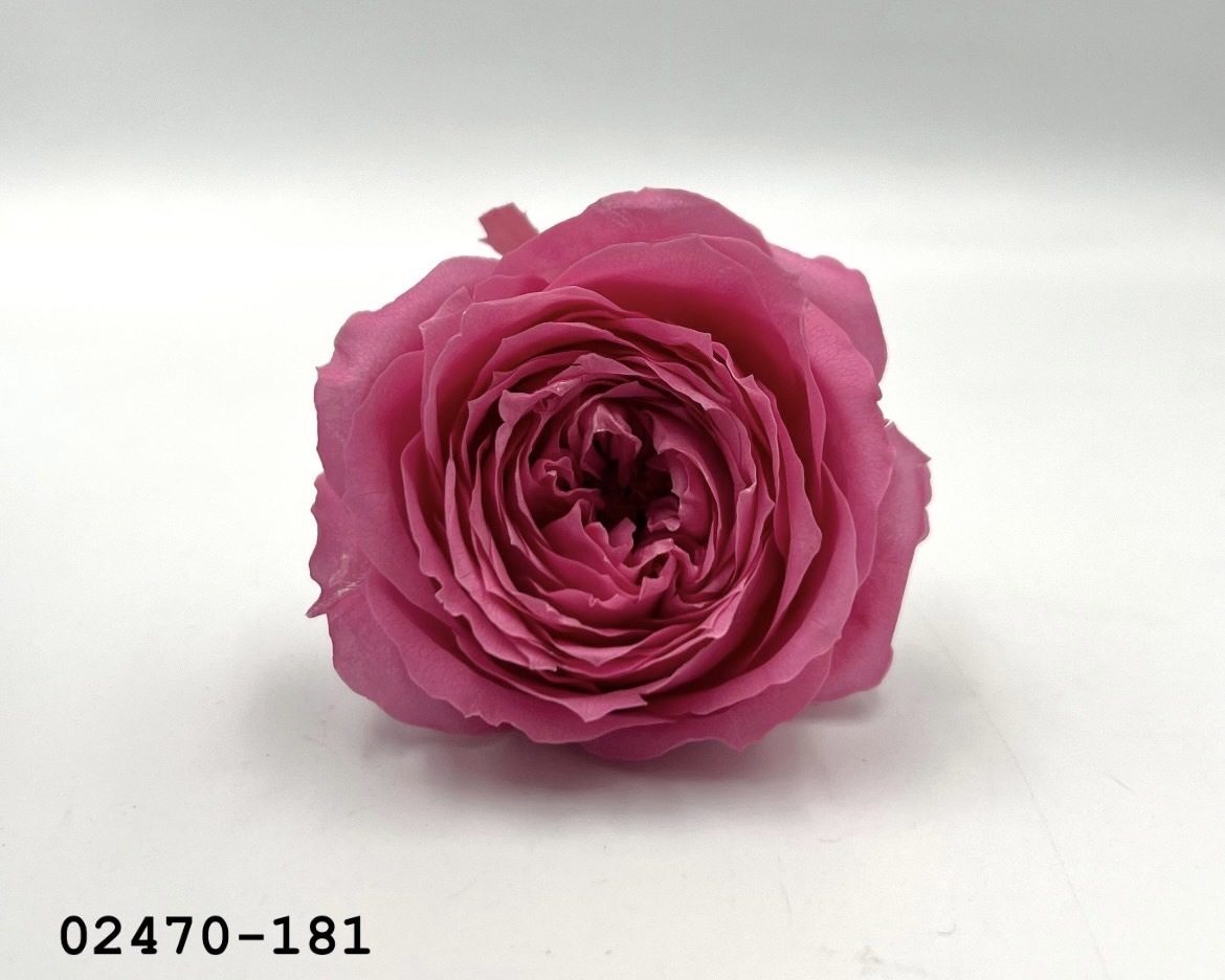 不凋庭園玫瑰 02470-181