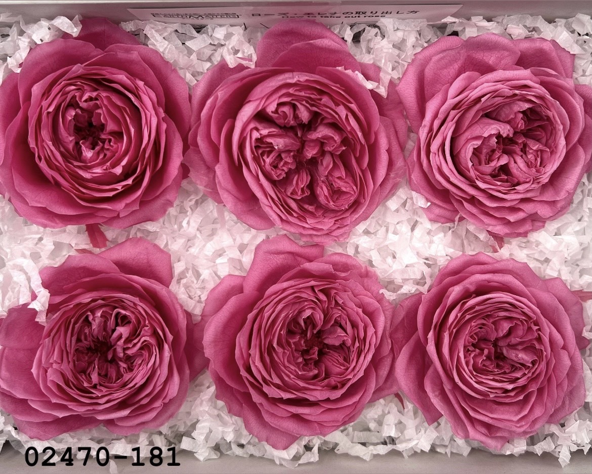 不凋庭園玫瑰 02470-181