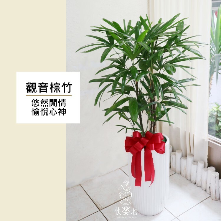 觀音棕竹  LP190403