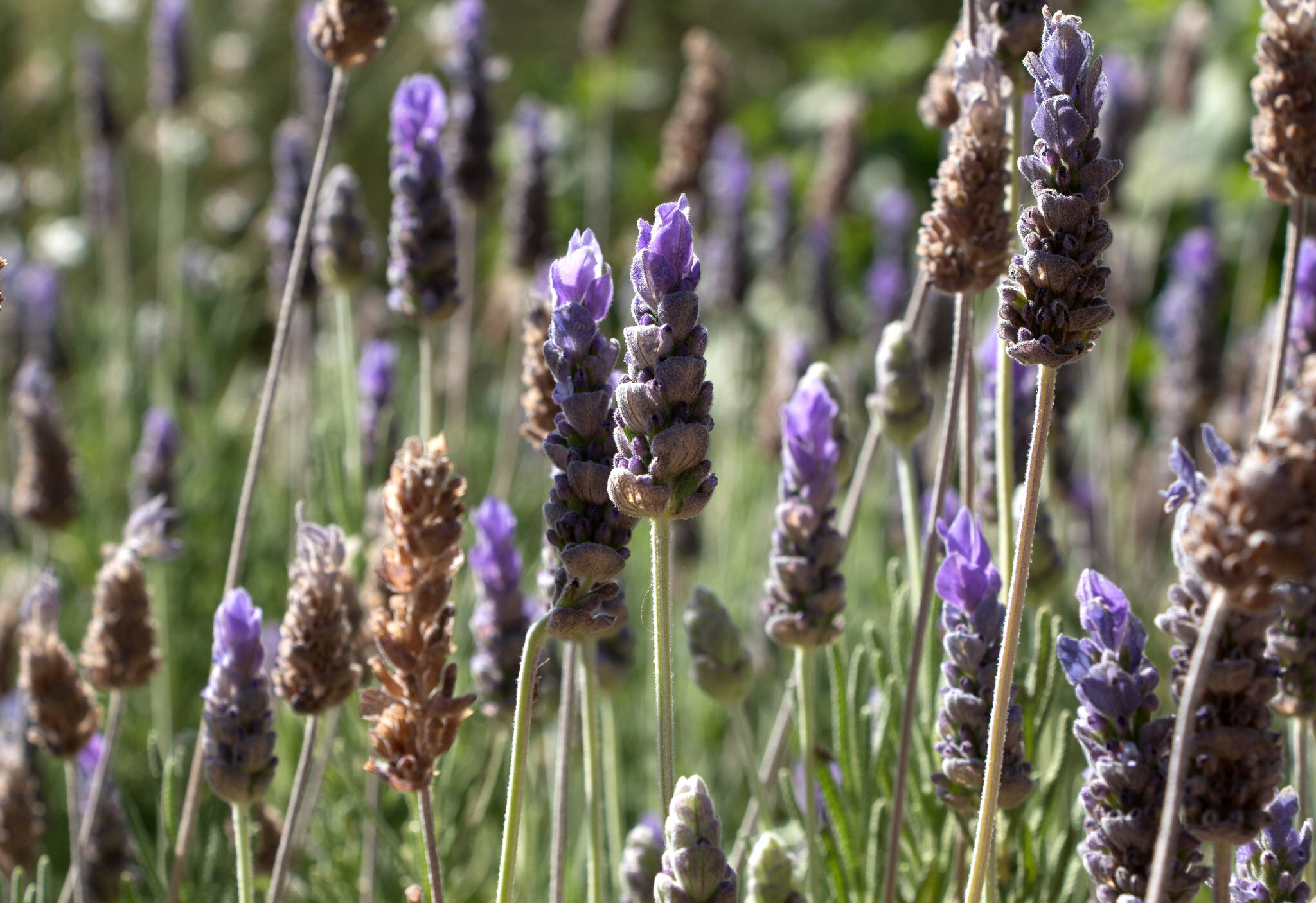 單方精油 | 醒目薰衣草  Lavandin Grosso *bio