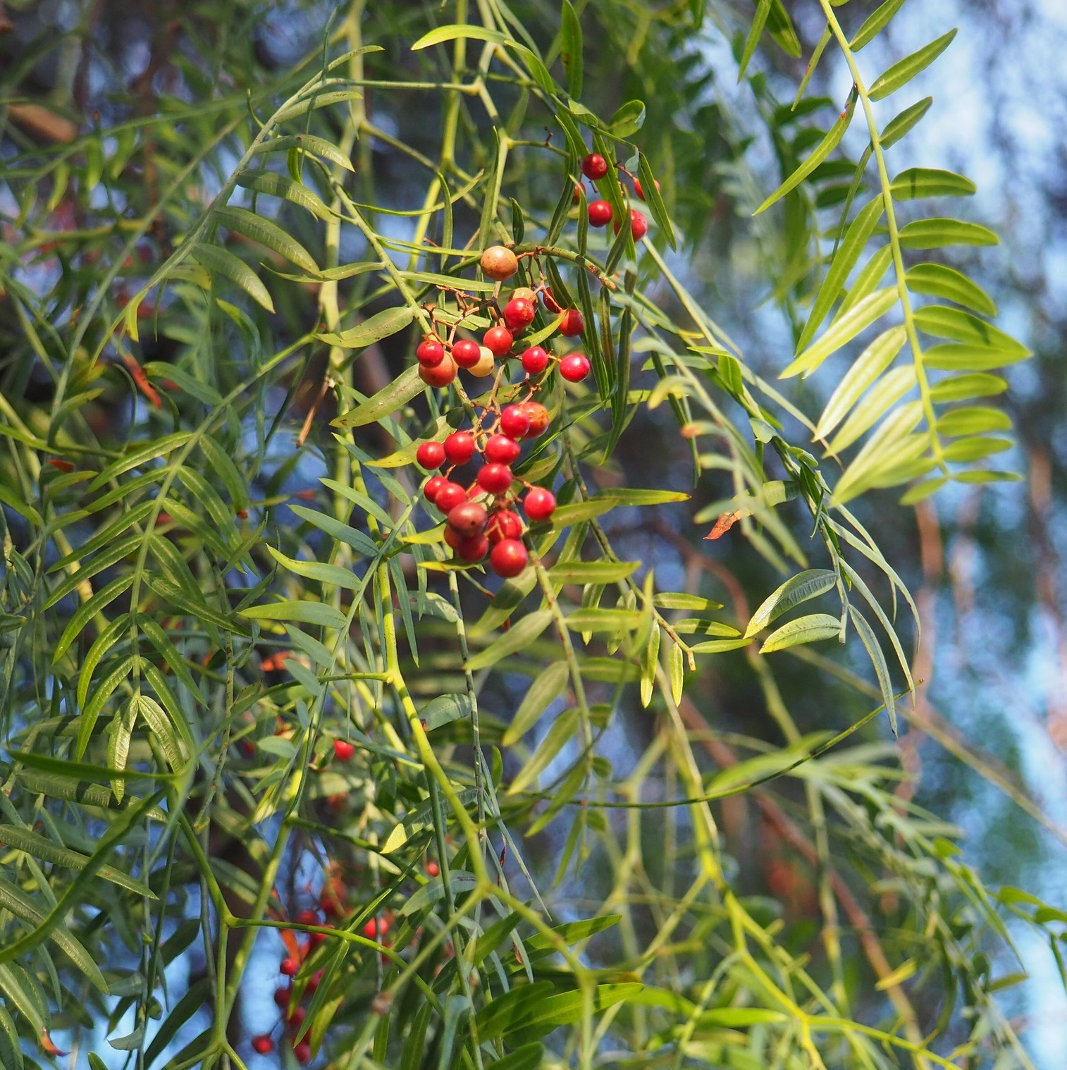 單方精油 | 祕魯胡椒  Peruvian Pepper