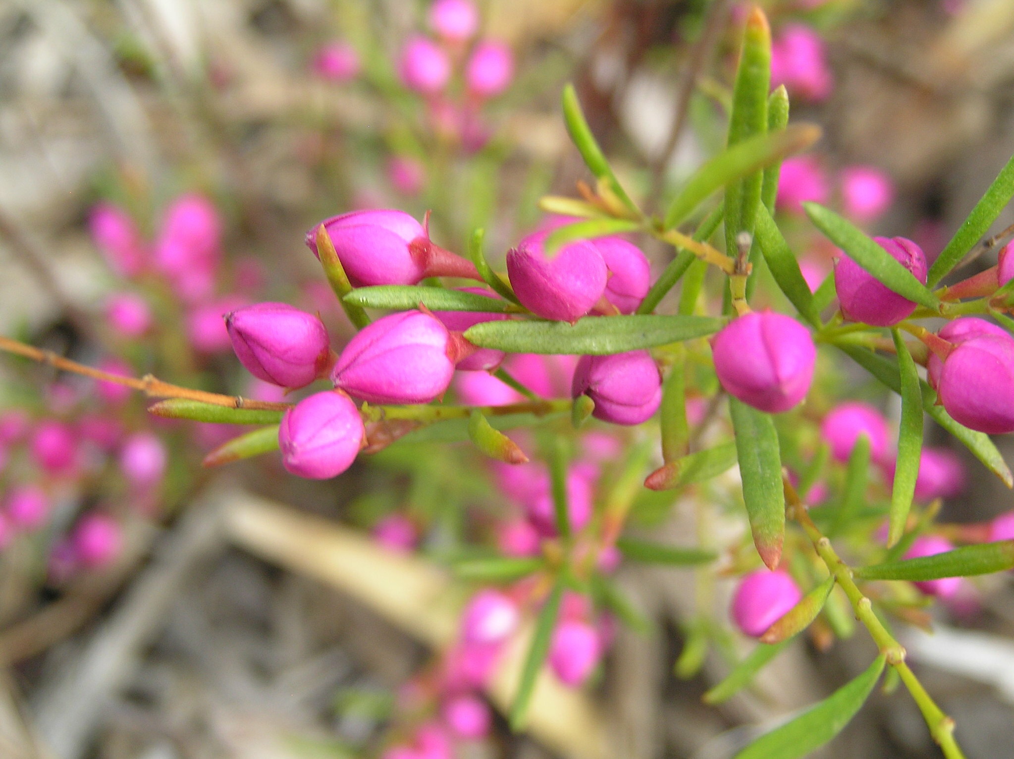單方精油 | 波羅尼花 Boronia megastigma