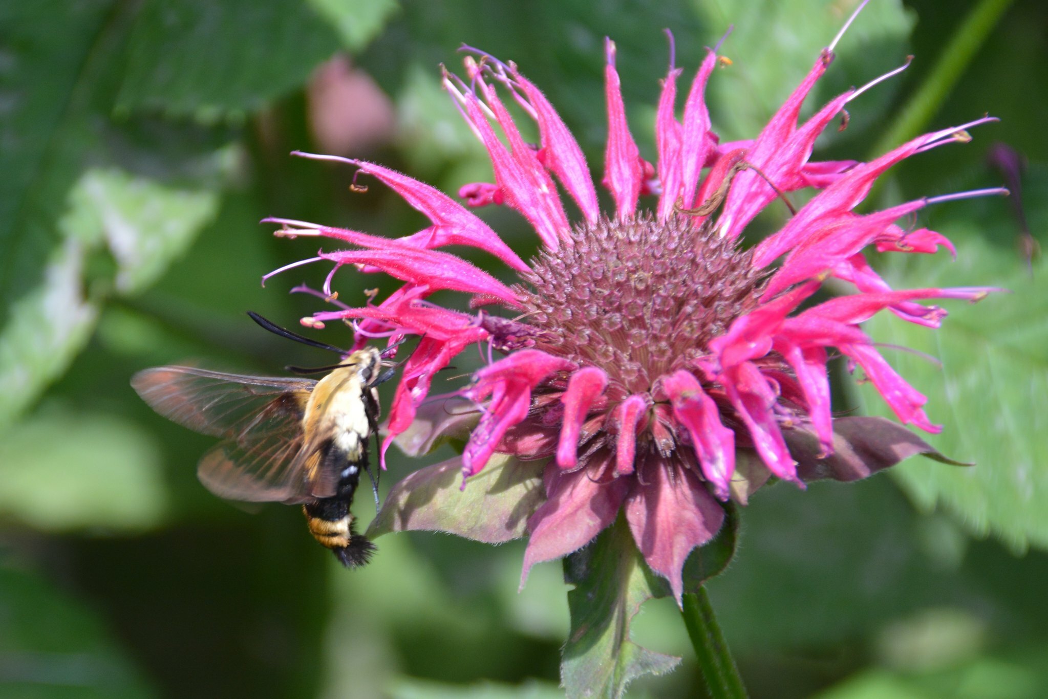 單方精油 | 蜂香薄荷 Monarda Ct.Geraniol