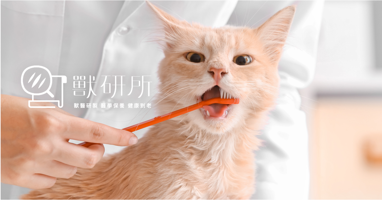 Vet-Institute-cat-brush-teeth