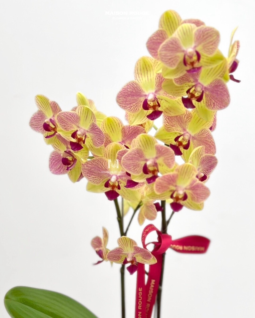 貳樓有花・蘭花花禮・粉黃