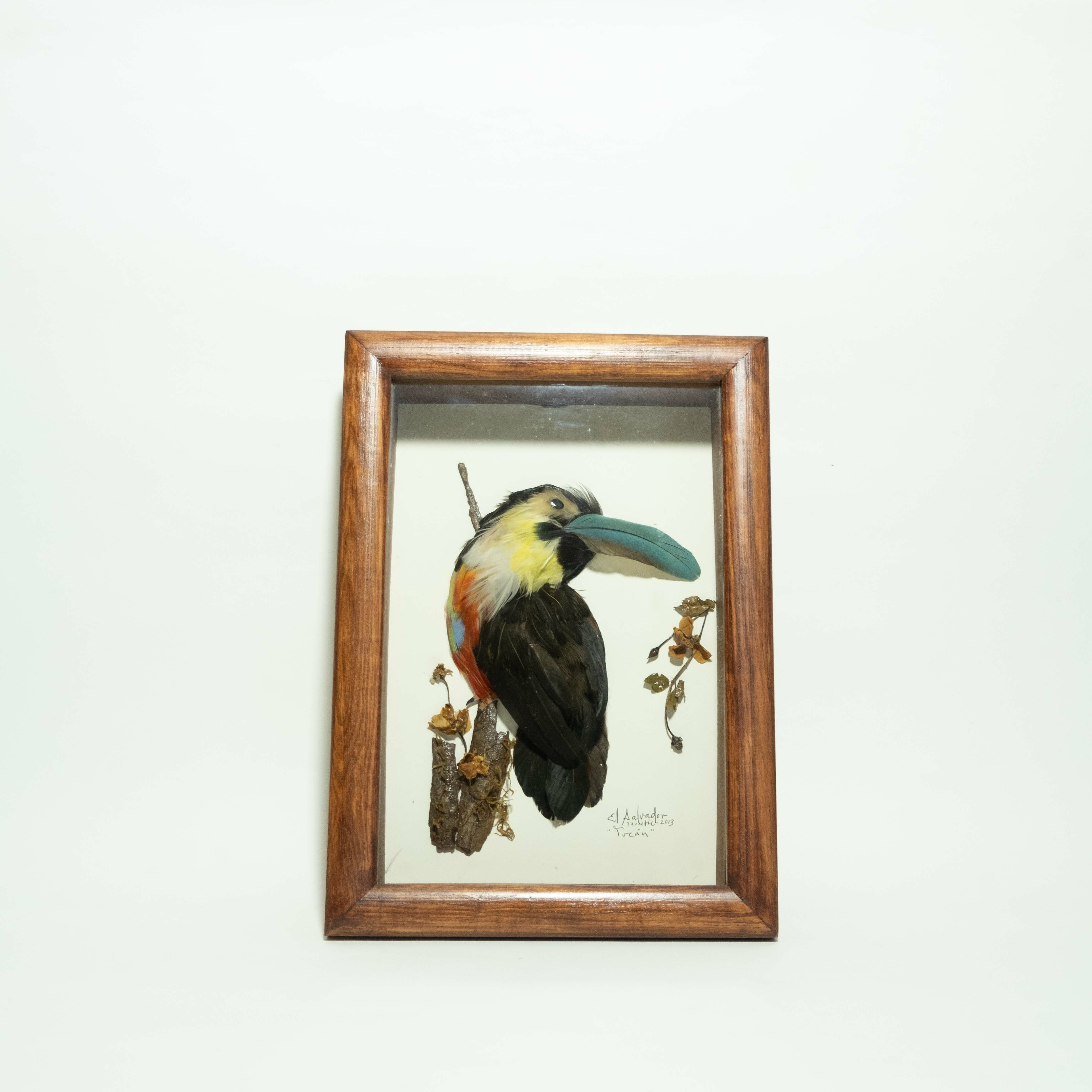 羽毛畫｜大嘴鳥｜薩爾瓦多