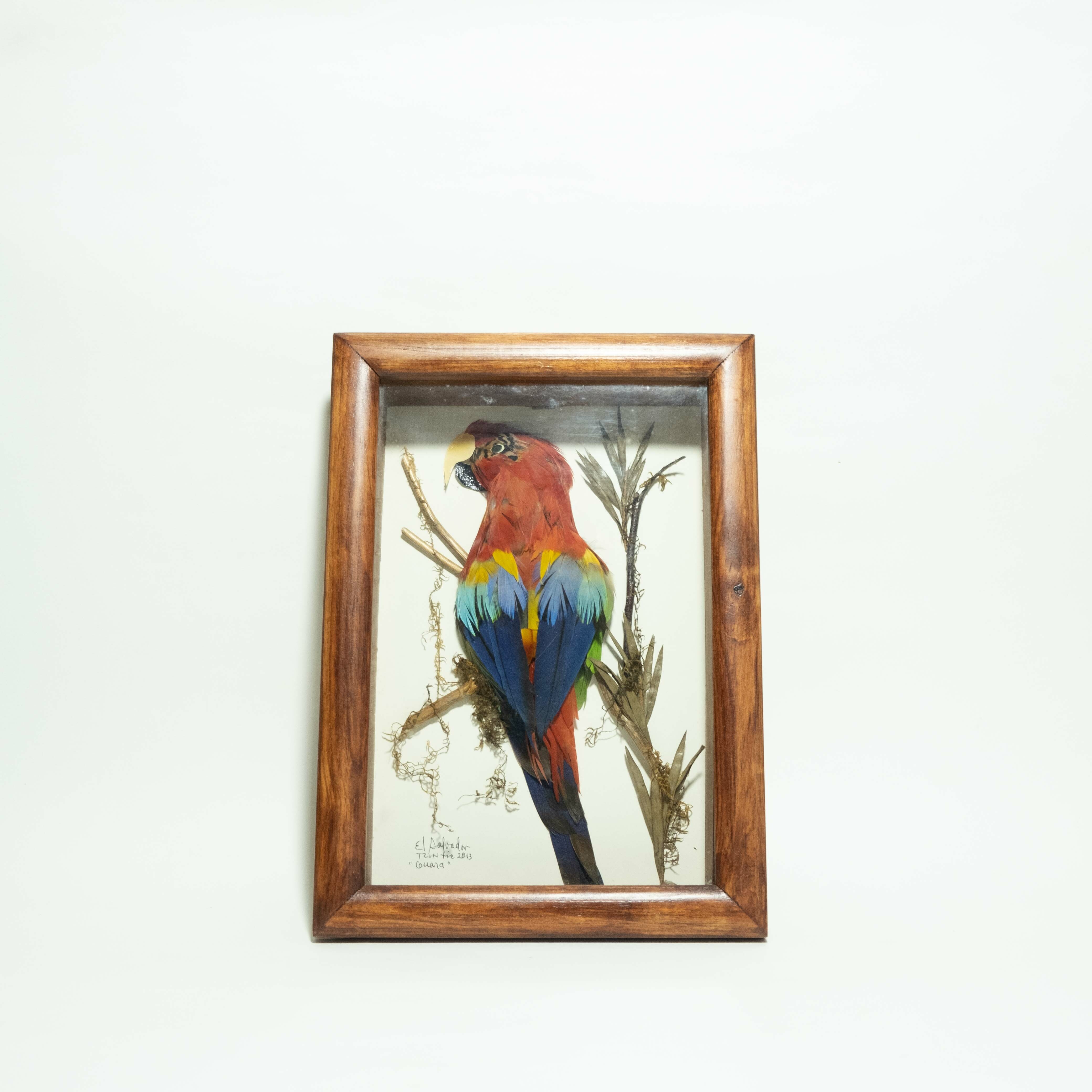 羽毛畫｜金剛鸚鵡｜薩爾瓦多