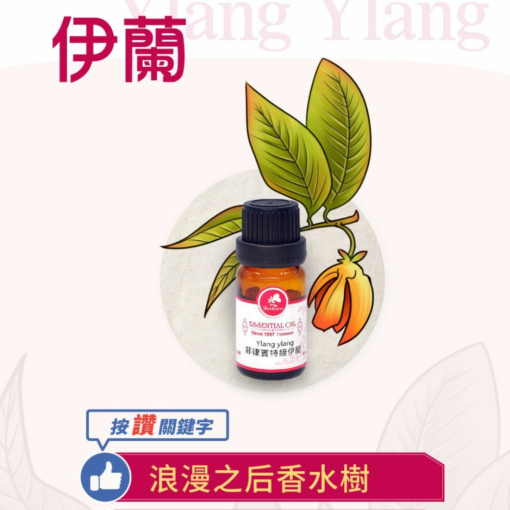 菲律賓特級依蘭純精油