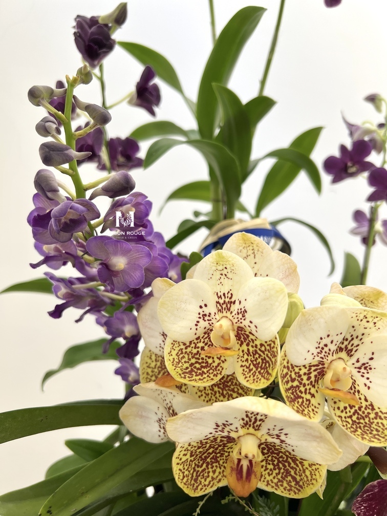 貳樓有花・蘭花綠植花禮