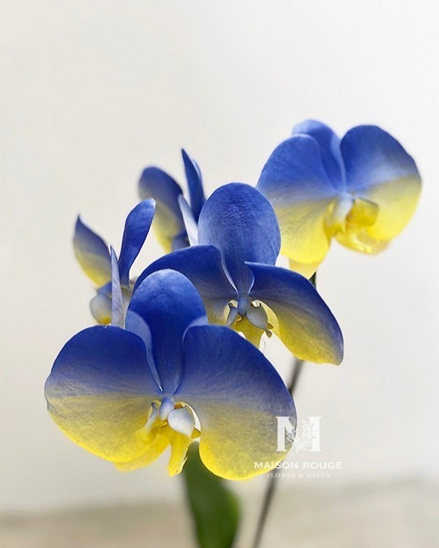 貳樓有花・特殊款蘭花・下單區