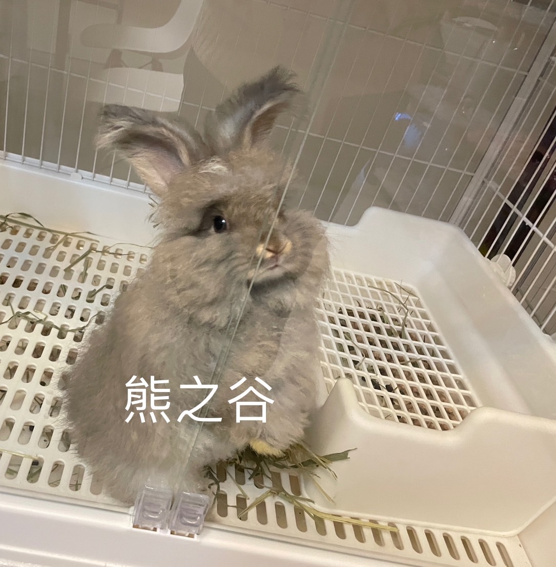 Angora rabbit