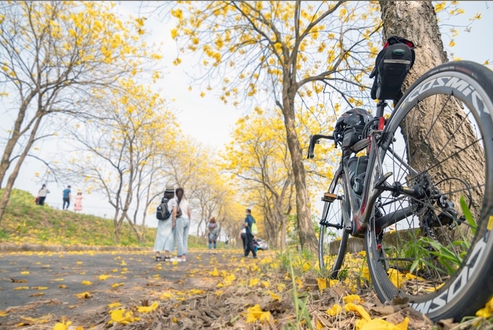 朴子溪黃金風鈴木道不止是一條腳踏車步道，在花季的時候，更是有名的賞花大道。